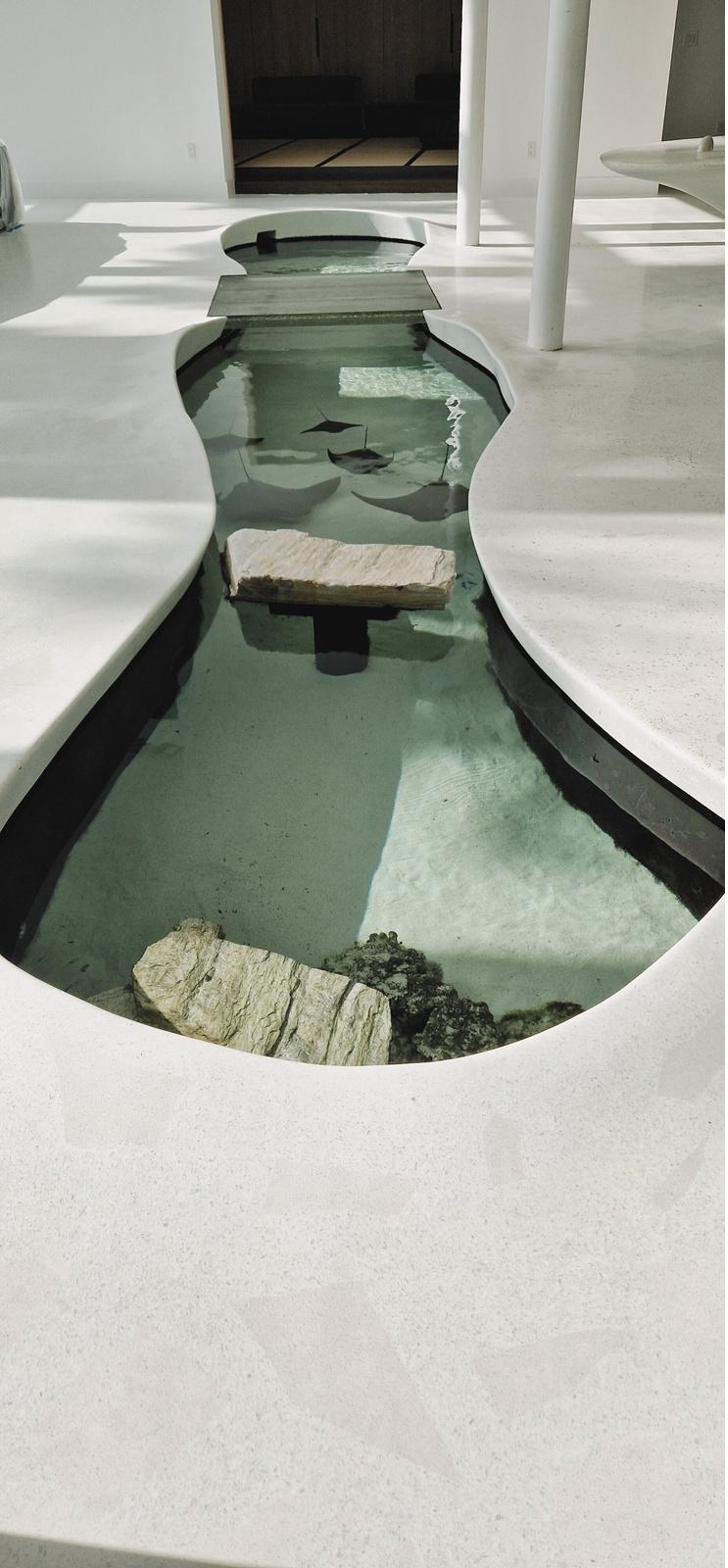 Coral-inspired concrete aquarium detail with real shells